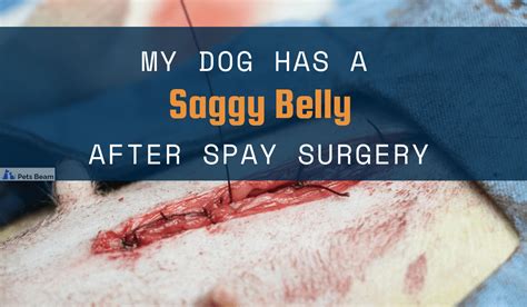 dog spay incision leaking fluid|Seroma After Spay: A Common Surgical Complication